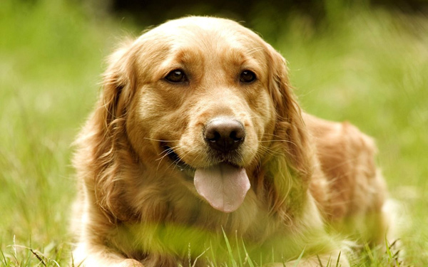 江苏j9九游会国际宠物告诉您主人要了解狗狗食物的建议与禁忌